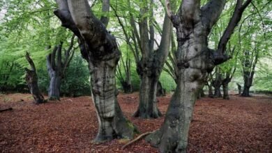 is epping forest haunted