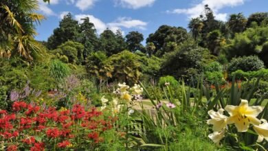 abbotsbury subtropical gardens
